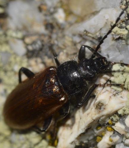Réf. 226 140 : Omophlus pubescens